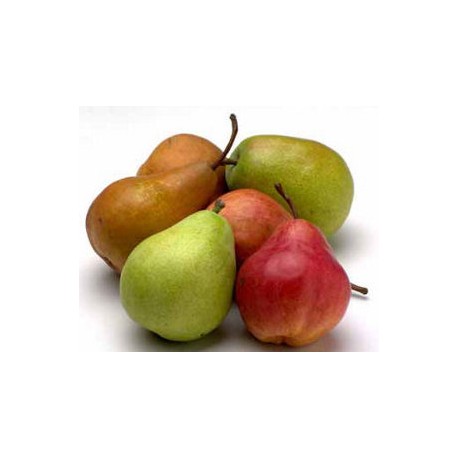 PERA ERCOLINI ECO KG