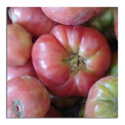 TOMATE ROSA KG ECO