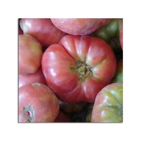 TOMATE ROSA KG ECO