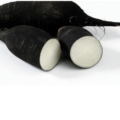 RABANO NEGRO ECO KG