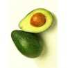 AGUACATE HASS ECO KG