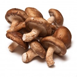 SETA SHIITAKE ECO KG