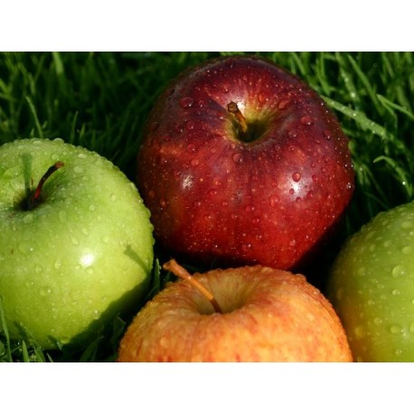MANZANA CHOUPETTE ECO KG