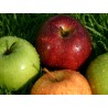 MANZANA CHOUPETTE ECO KG