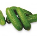 PEPINO SNACK KG  ECO