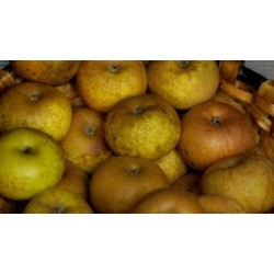 MANZANA JONA FREE KG ECO