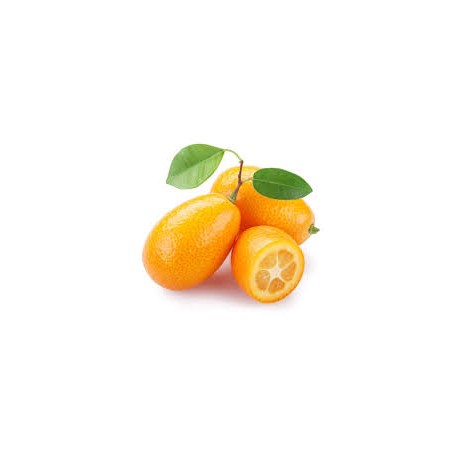 KUMQUAT KG ECO