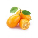 KUMQUAT KG ECO