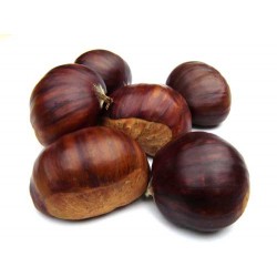 CASTAÑA CANTABRIA ECO KG