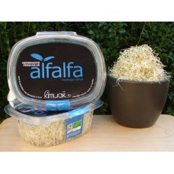 GERMINADOS DE ALFALFA 40G ECO KIMUAK