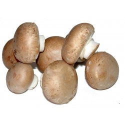 CHAMPIÑON PORTOBELLO ECO KG