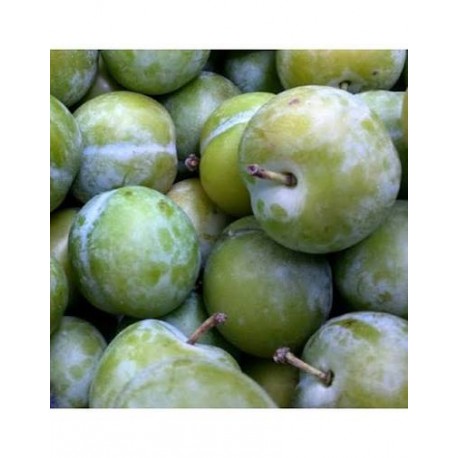 CIRUELA CLAUDIA ECO KG